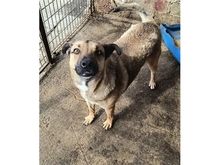 ARCHY, Hund, Mischlingshund in Rumänien - Bild 3