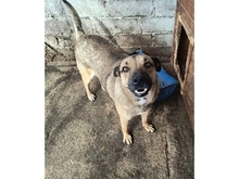 ARCHY, Hund, Mischlingshund in Rumänien - Bild 4