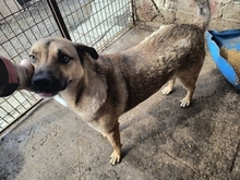 ARCHY, Hund, Mischlingshund in Rumänien - Bild 5