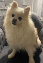 BRIGITTEDECANTIBRESA, Hund, Pomeranian in Wiesenbach - Bild 1