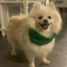 BRIGITTEDECANTIBRESA, Hund, Pomeranian in Wiesenbach - Bild 4