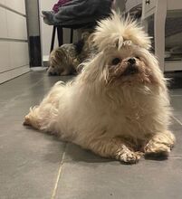 CORADECANTIBRESA, Hund, Malteser in Wiesenbach - Bild 1