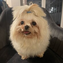 CORADECANTIBRESA, Hund, Malteser in Wiesenbach - Bild 4