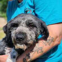 MAJA, Hund, Mischlingshund in Ungarn - Bild 1