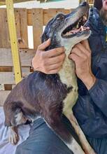 MALIKA, Hund, Mischlingshund in Rumänien - Bild 10