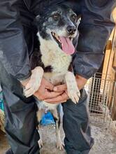 MALIKA, Hund, Mischlingshund in Rumänien - Bild 2