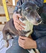 MALIKA, Hund, Mischlingshund in Rumänien - Bild 3