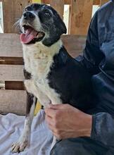 MALIKA, Hund, Mischlingshund in Rumänien - Bild 6