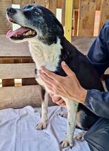MALIKA, Hund, Mischlingshund in Rumänien - Bild 7