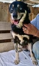 MORITZ, Hund, Mischlingshund in Rumänien - Bild 1
