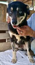 MORITZ, Hund, Mischlingshund in Rumänien - Bild 15
