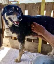 MORITZ, Hund, Mischlingshund in Rumänien - Bild 4