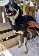 MORITZ, Hund, Mischlingshund in Rumänien - Bild 6