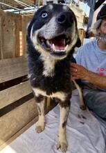 MORITZ, Hund, Mischlingshund in Rumänien - Bild 9