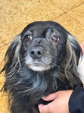 SABRINA, Hund, Mischlingshund in Glückstadt - Bild 1
