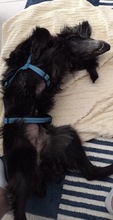 SABRINA, Hund, Mischlingshund in Glückstadt - Bild 2