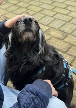 SABRINA, Hund, Mischlingshund in Glückstadt - Bild 3
