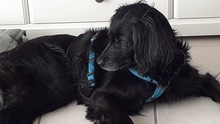 SABRINA, Hund, Mischlingshund in Glückstadt - Bild 4