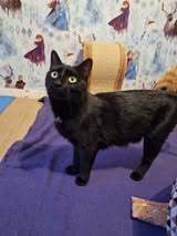 LUCI, Katze, Europäisch Kurzhaar in Elsfleth - Bild 1