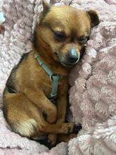 ADAM, Hund, Chihuahua in Falkensee - Bild 1