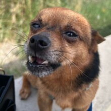 ADAM, Hund, Chihuahua in Falkensee - Bild 2