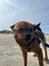 ADAM, Hund, Chihuahua in Falkensee - Bild 3