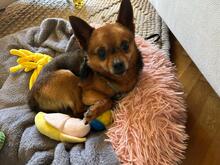 ADAM, Hund, Chihuahua in Falkensee - Bild 4