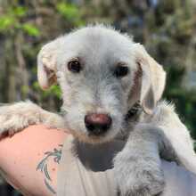 MATE, Hund, Mischlingshund in Ungarn - Bild 1