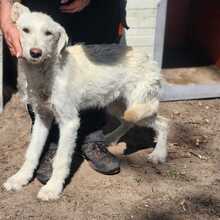 MATE, Hund, Mischlingshund in Ungarn - Bild 2