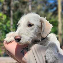 MATE, Hund, Mischlingshund in Ungarn - Bild 3