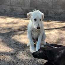 MATE, Hund, Mischlingshund in Ungarn - Bild 4