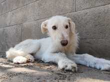 MATE, Hund, Mischlingshund in Ungarn - Bild 5