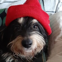 AMANDA, Hund, Mischlingshund in Buchholz