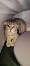 FILOU, Katze, Europäisch Kurzhaar in Gelsenkirchen - Bild 2