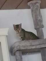 FILOU, Katze, Europäisch Kurzhaar in Gelsenkirchen - Bild 3