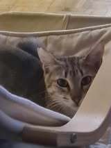 FILOU, Katze, Europäisch Kurzhaar in Gelsenkirchen - Bild 5