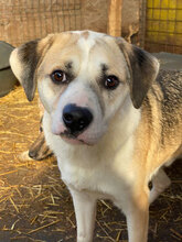 DODO, Hund, Mischlingshund in Rumänien - Bild 1