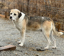 DODO, Hund, Mischlingshund in Rumänien - Bild 2