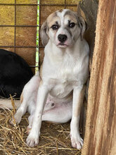 DODO, Hund, Mischlingshund in Rumänien - Bild 3