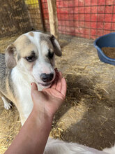 DODO, Hund, Mischlingshund in Rumänien - Bild 5