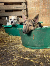 DODO, Hund, Mischlingshund in Rumänien - Bild 6