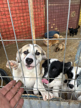 DODO, Hund, Mischlingshund in Rumänien - Bild 7