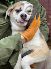 DODO, Hund, Mischlingshund in Rumänien - Bild 8