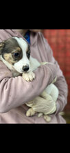 DODO, Hund, Mischlingshund in Rumänien - Bild 9