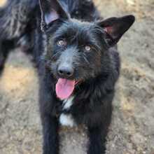TOMI, Hund, Mischlingshund in Ungarn - Bild 1