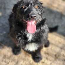 TOMI, Hund, Mischlingshund in Ungarn - Bild 2