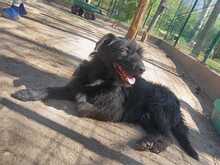 TOMI, Hund, Mischlingshund in Ungarn - Bild 3