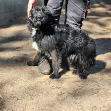 TOMI, Hund, Mischlingshund in Ungarn - Bild 4