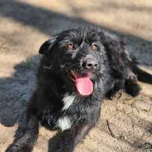 TOMI, Hund, Mischlingshund in Ungarn - Bild 5