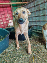FAY, Hund, Mischlingshund in Rumänien - Bild 11